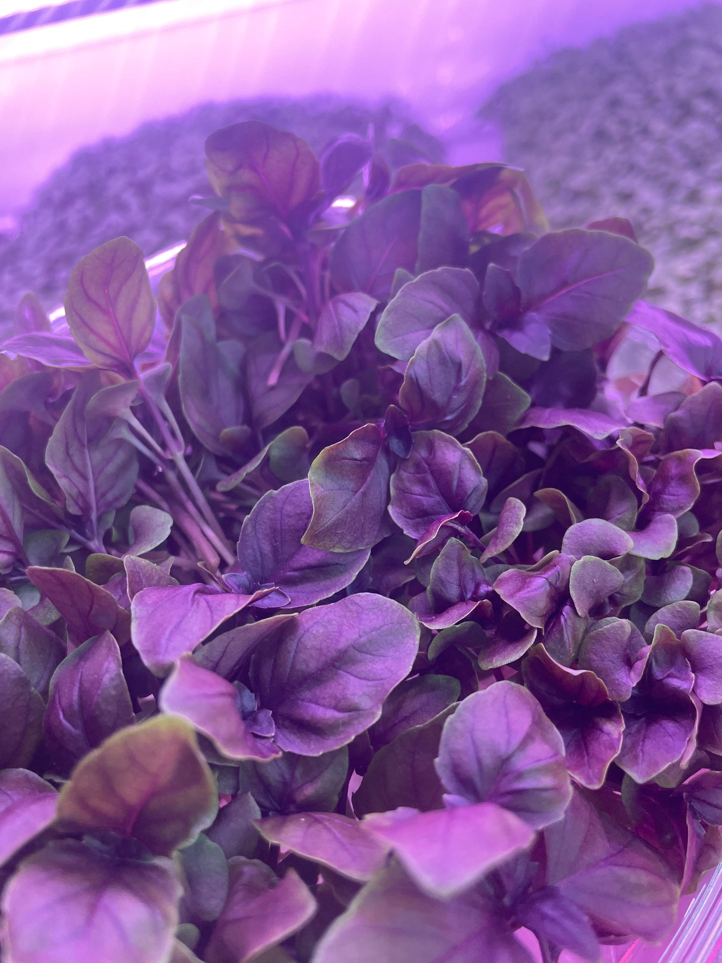 Dark Opal Basil