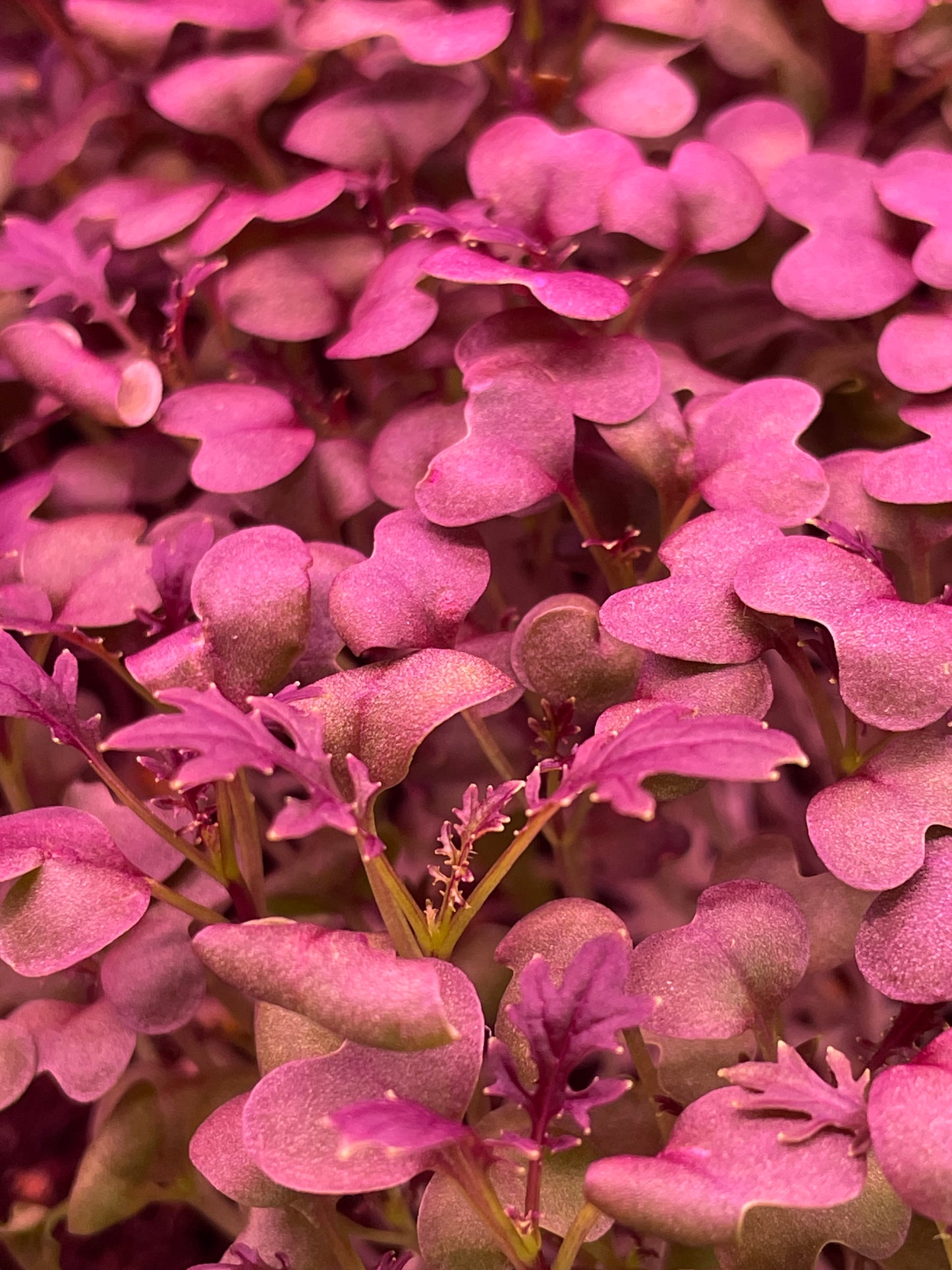 Red Lace Mustard
