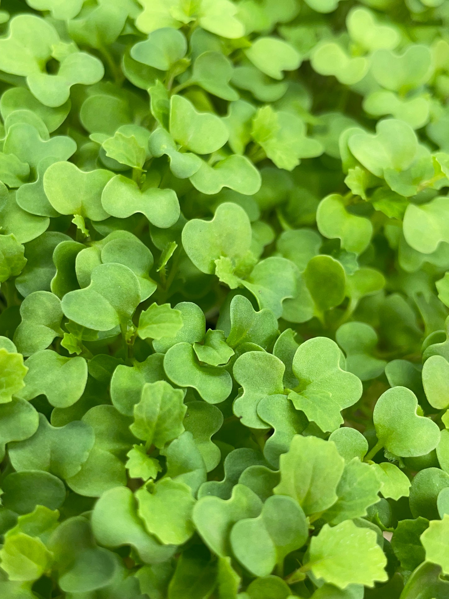 Wasabi Mustard