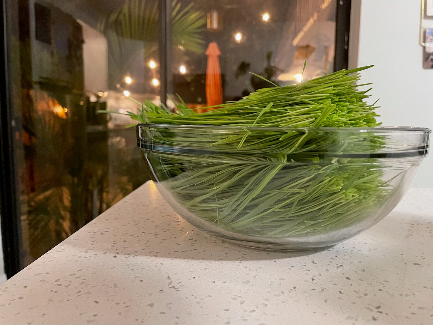 Wheatgrass