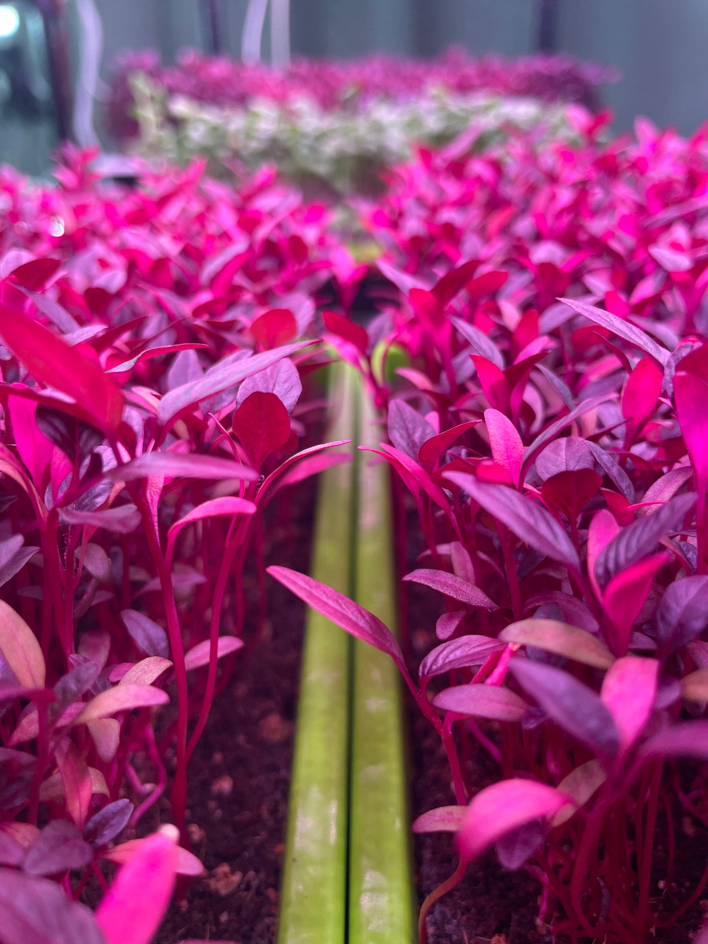 Red Garnet Amaranth