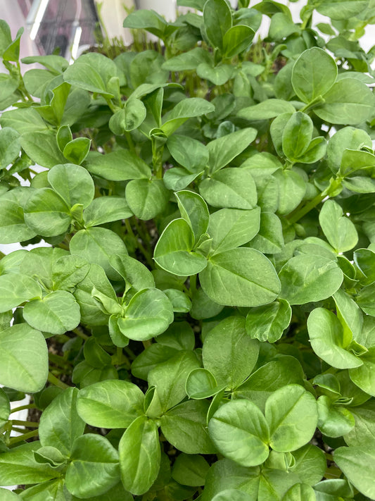 Fava Bean Shoots