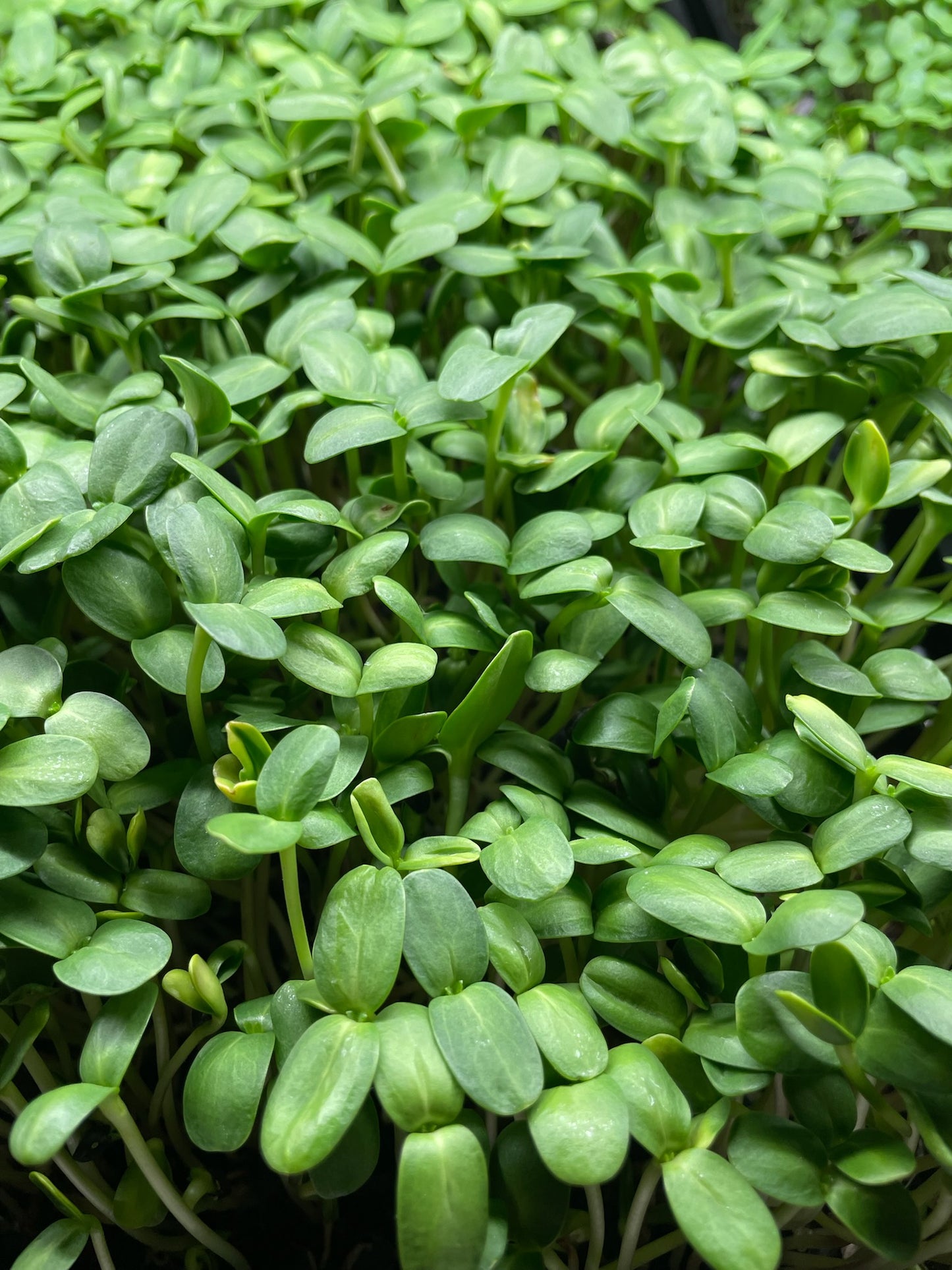 Sunflower Shoots