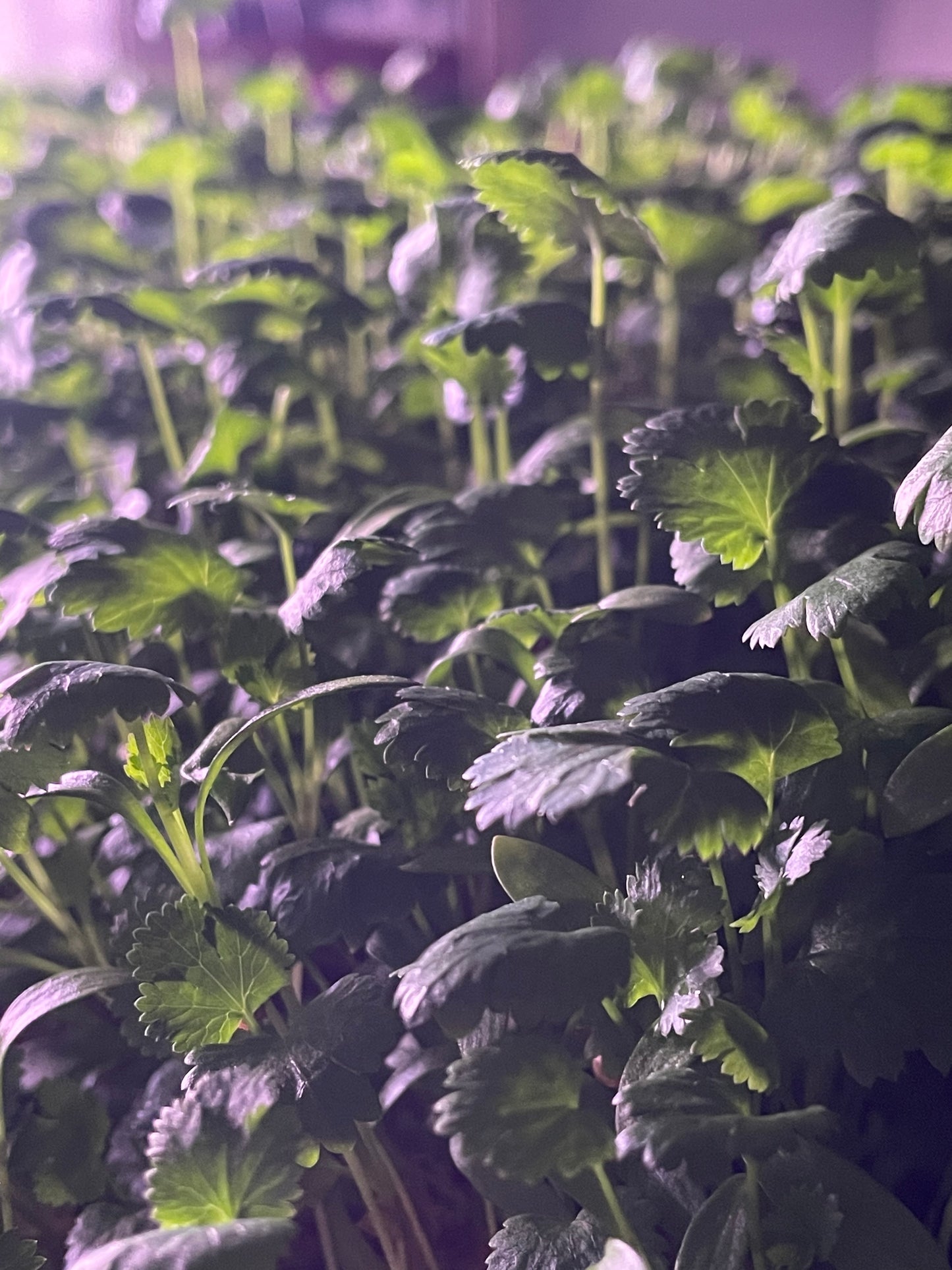 Micro-Cilantro