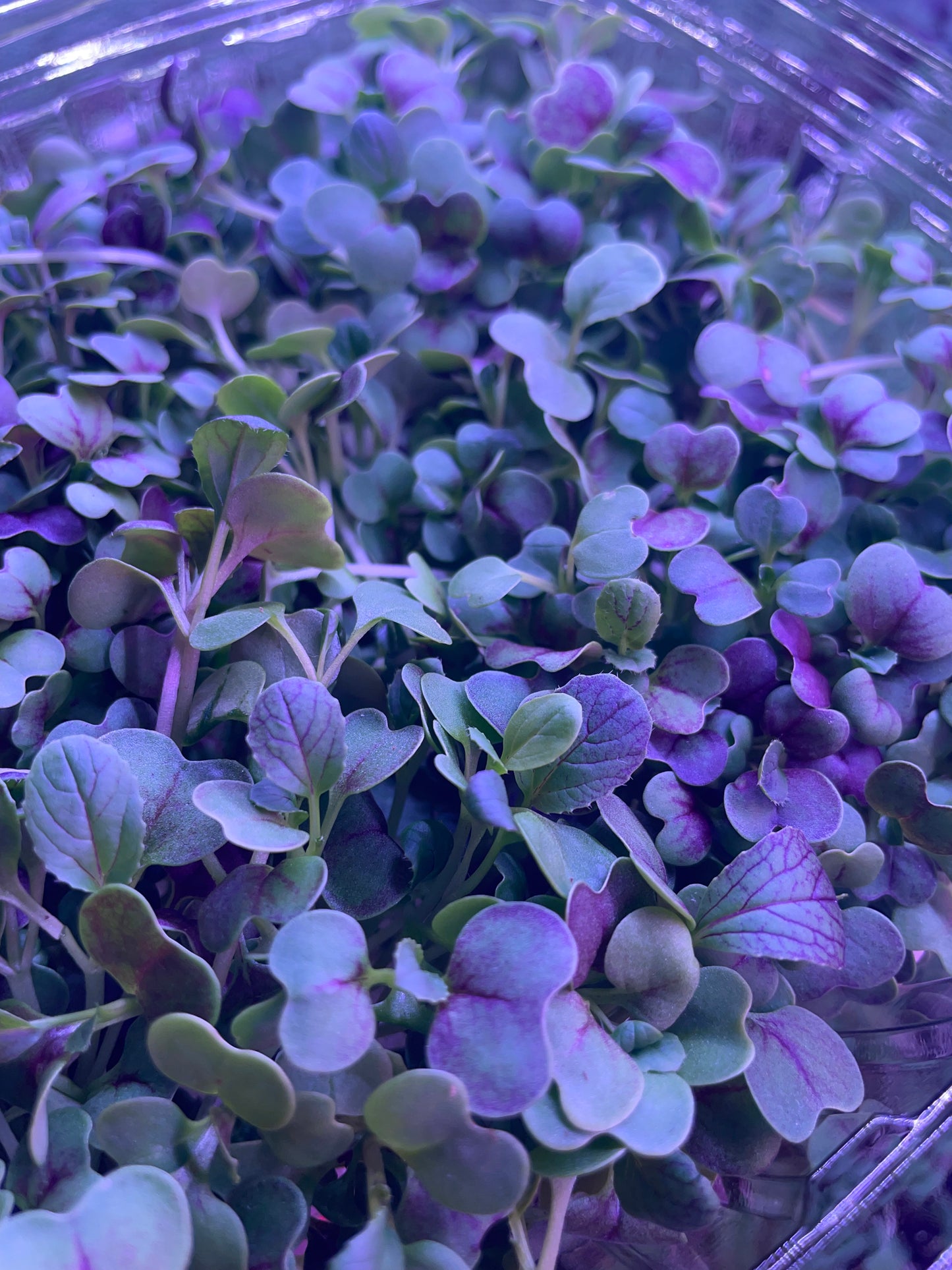 Pak Choi