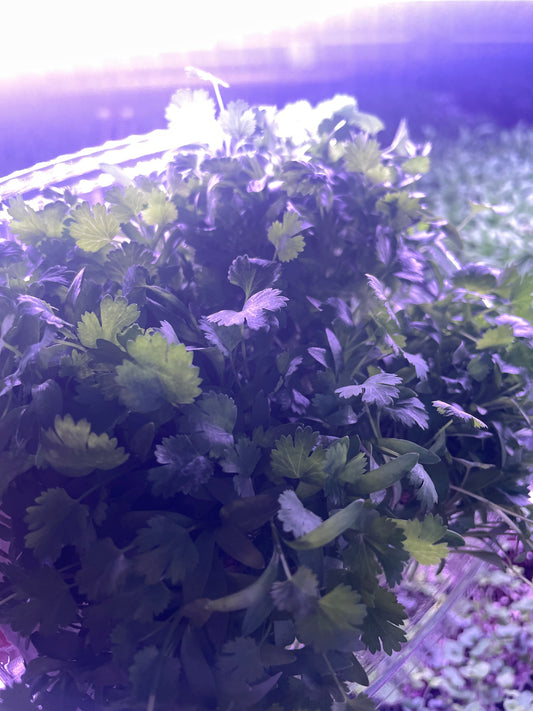 Micro Cilantro