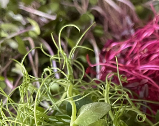 Emma's Epic Microgreen Duo - Pea Tendrils & a Surprise