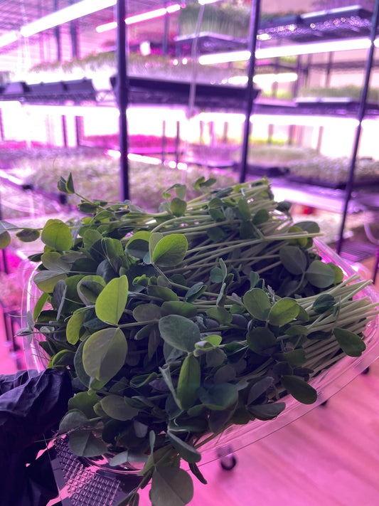 Pea Shoots