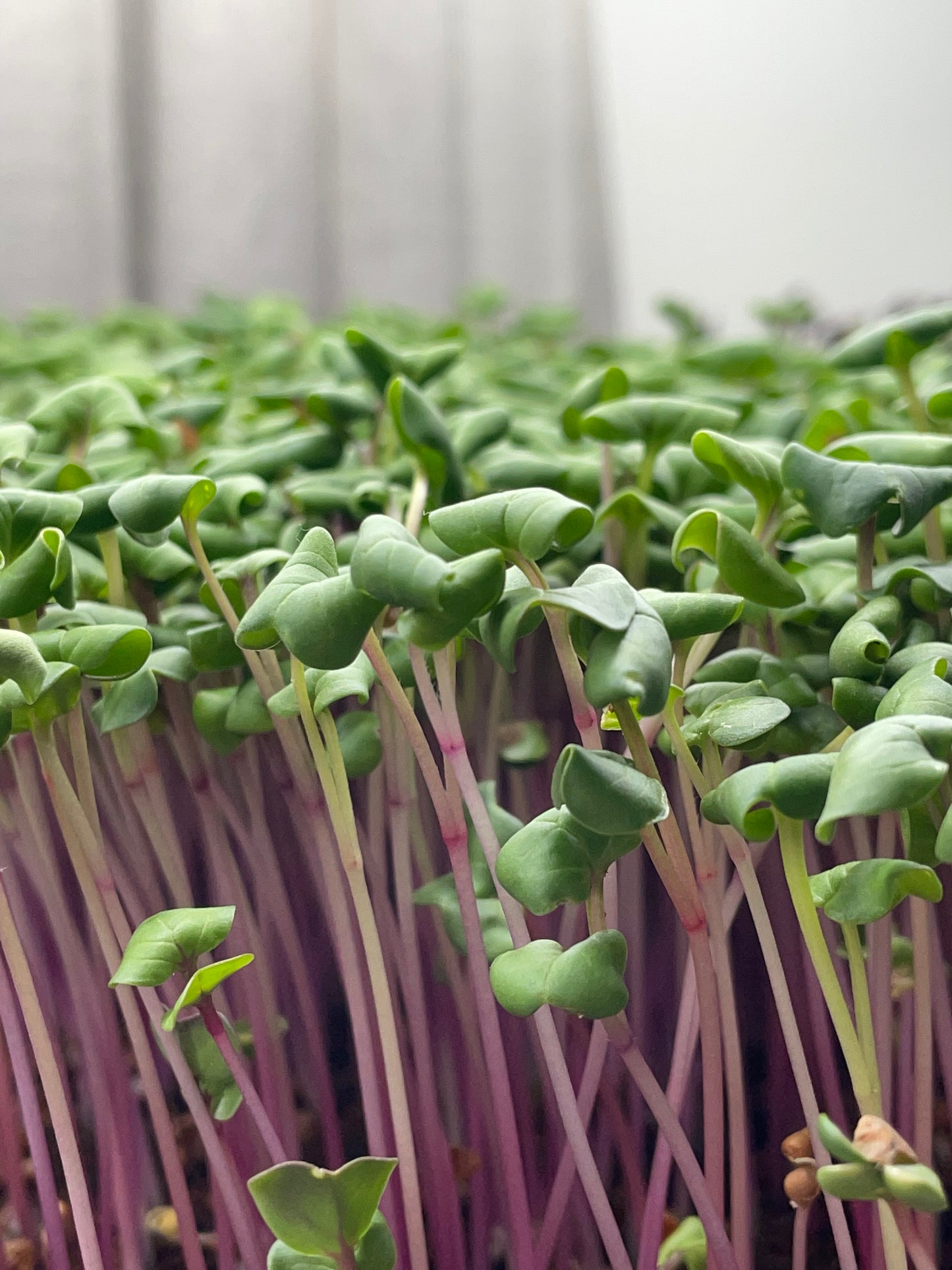 China Rose Radish