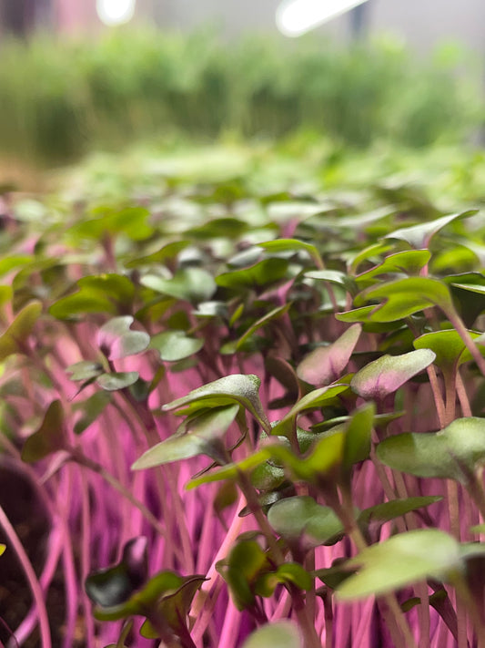 Red Acre Cabbage