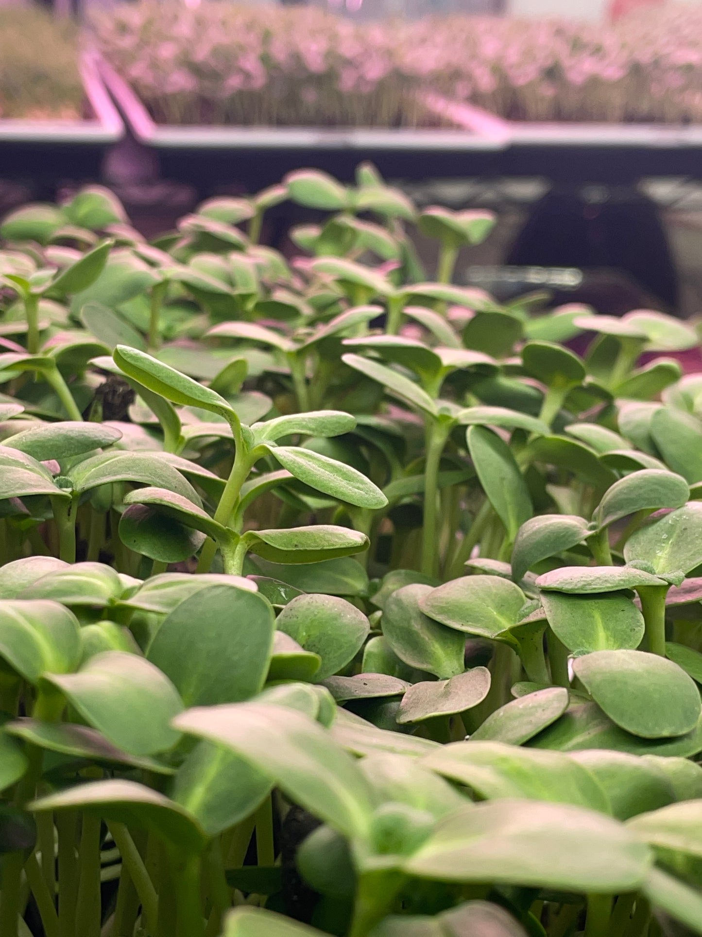 Sunflower Shoots