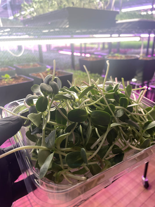 Sunflower Shoots