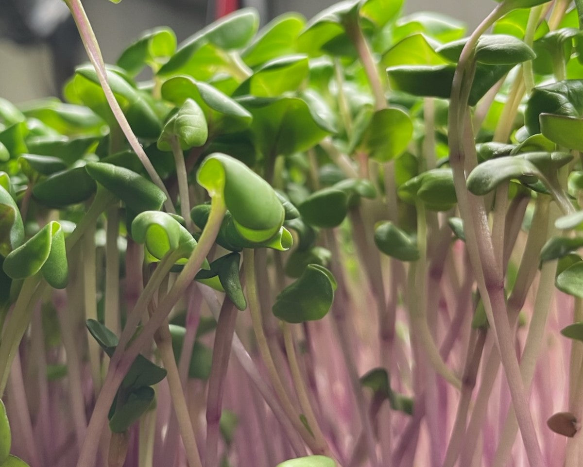 China Rose Radish